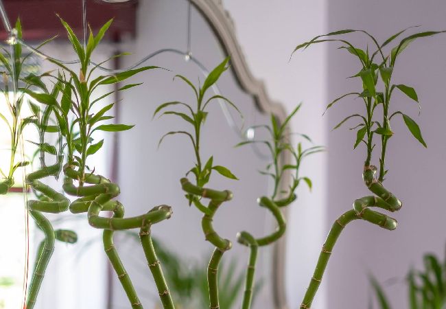 Ferienhaus in Los Llanos de Aridane - Casa Abuela Toña by Huskalia | im Stadtzentrum  Ferienhaus in Los Llanos de Aridane - Casa Abuela Toña by Huskalia | im Stadtzentrum